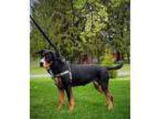 Greater Swiss Mountain Dog Puppy for sale in Bernville, PA, USA