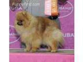 Pomeranian Puppy for sale in Chaska, MN, USA