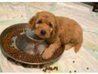 Goldendoodle Puppy for sale in Saint Cloud, FL, USA