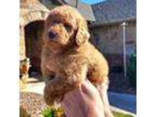 Goldendoodle Puppy for sale in Wichita Falls, TX, USA