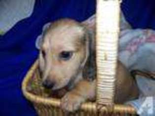 Dachshund Puppy for sale in ROSEBURG, OR, USA