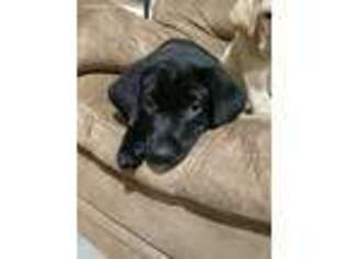 Labrador Retriever Puppy for sale in Roberts, WI, USA