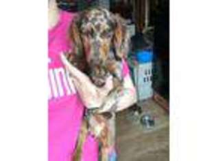 Dachshund Puppy for sale in Fall River, WI, USA