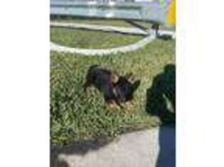 German Shepherd Dog Puppy for sale in Lake Worth, FL, USA