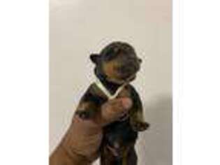 Rottweiler Puppy for sale in Washington, DC, USA