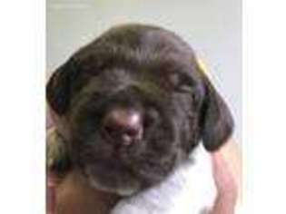 Wirehaired Pointing Griffon Puppy for sale in Dodge Center, MN, USA