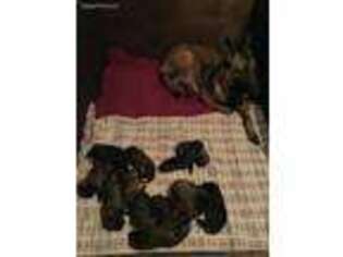 Belgian Malinois Puppy for sale in Fort Lauderdale, FL, USA