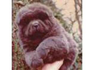 Chow Chow Puppy for sale in Melrose Park, IL, USA