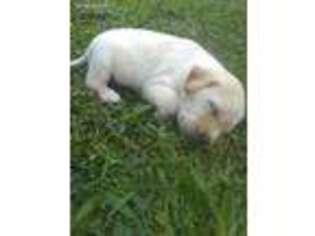 Labrador Retriever Puppy for sale in Summerfield, NC, USA