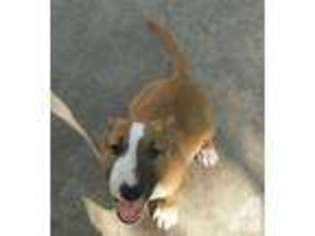 Bull Terrier Puppy for sale in SAN ANTONIO, TX, USA
