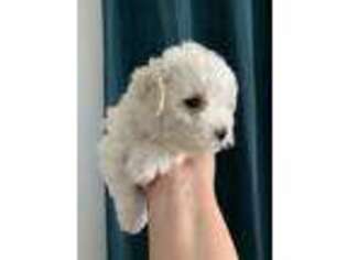 Bichon Frise Puppy for sale in Cranford, NJ, USA