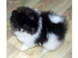 Pomeranian Puppy for sale in Kenmore, WA, USA