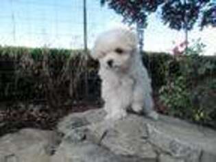 Mutt Puppy for sale in Grandview, WA, USA