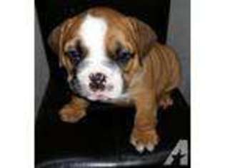 Bulldog Puppy for sale in OWASSO, OK, USA