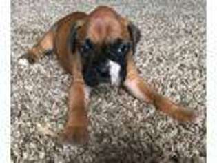Boxer Puppy for sale in Ranson, WV, USA