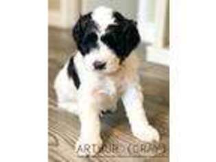 Goldendoodle Puppy for sale in Flagstaff, AZ, USA
