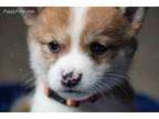 Shiba Inu Puppy for sale in Concord, NC, USA