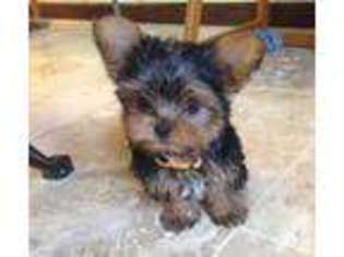 Yorkshire Terrier Puppy for sale in WIMAUMA, FL, USA