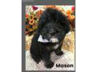 Mutt Puppy for sale in Reeds Spring, MO, USA