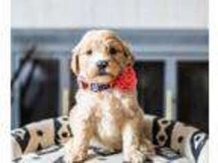 Goldendoodle Puppy for sale in Scarsdale, NY, USA