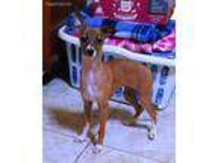 Italian Greyhound Puppy for sale in Micanopy, FL, USA