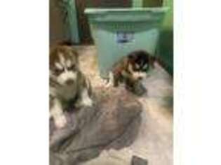 Siberian Husky Puppy for sale in Snohomish, WA, USA