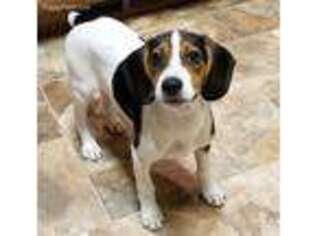 Beagle Puppy for sale in Helena, MT, USA