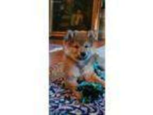 Shiba Inu Puppy for sale in Navarre, FL, USA