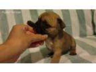 French Bulldog Puppy for sale in Thomaston, GA, USA