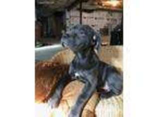 Cane Corso Puppy for sale in Kunkletown, PA, USA