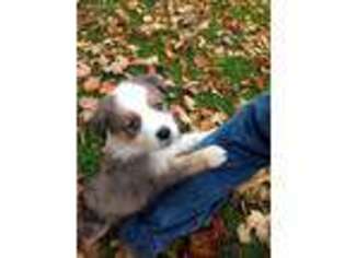 Miniature Australian Shepherd Puppy for sale in Monroeville, OH, USA