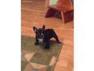French Bulldog Puppy for sale in Dundas, IL, USA