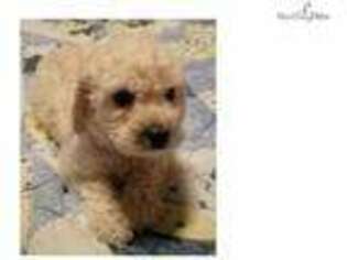 Labradoodle Puppy for sale in Myrtle Beach, SC, USA