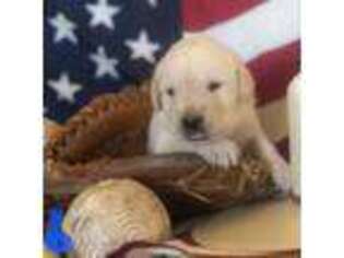 Labrador Retriever Puppy for sale in Peoria, AZ, USA