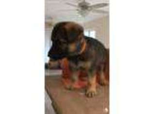 German Shepherd Dog Puppy for sale in Rockport, TX, USA