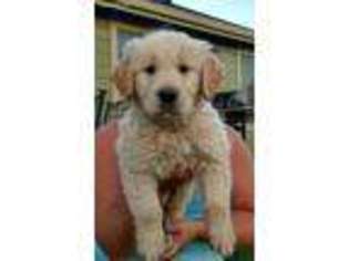 Mutt Puppy for sale in Rathdrum, ID, USA