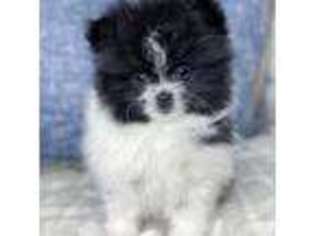 Pomeranian Puppy for sale in Columbia City, IN, USA