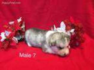 Alaskan Malamute Puppy for sale in Huggins, MO, USA
