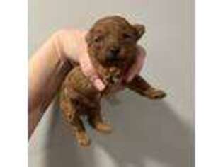 Mutt Puppy for sale in Bismarck, ND, USA