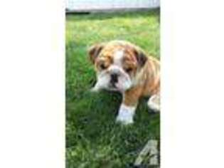 Bulldog Puppy for sale in MIDDLETOWN, NY, USA