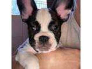 French Bulldog Puppy for sale in Bolivar, TN, USA