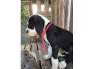 Great Dane Puppy for sale in Adel, GA, USA