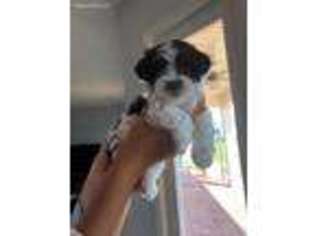 Havanese Puppy for sale in Wimauma, FL, USA