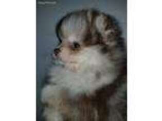 Pomeranian Puppy for sale in Carlinville, IL, USA