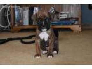 Boxer Puppy for sale in Elmira, NY, USA