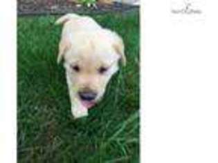 Labrador Retriever Puppy for sale in Wichita, KS, USA
