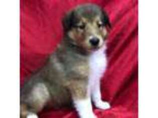 Collie Puppy for sale in Groveland, FL, USA