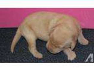 Labrador Retriever Puppy for sale in MURPHYSBORO, IL, USA