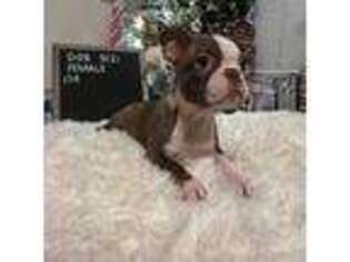 Boston Terrier Puppy for sale in Dover, FL, USA