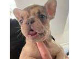 French Bulldog Puppy for sale in Hastings, MN, USA